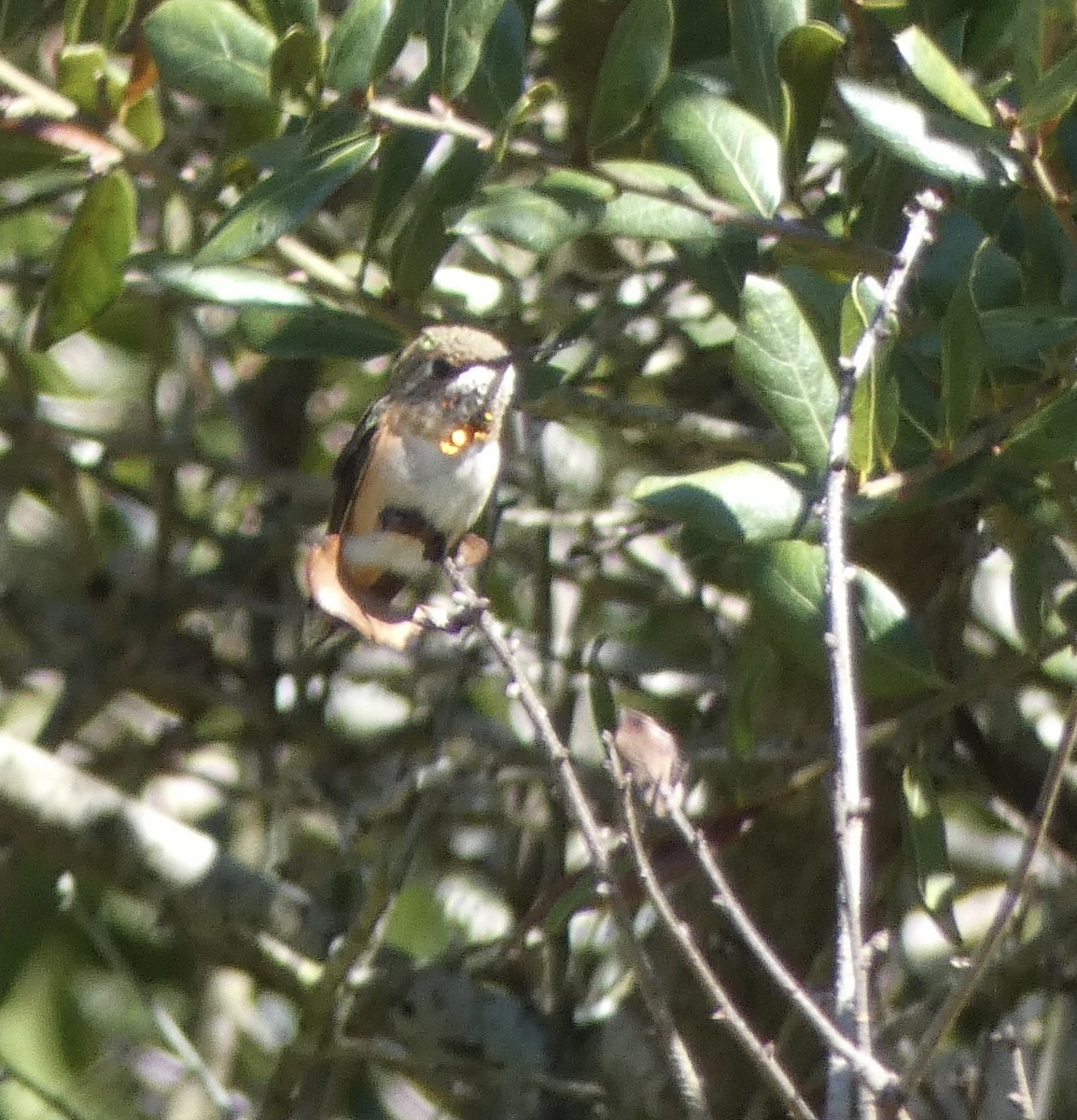 Rufous Hummingbird - ML489373231