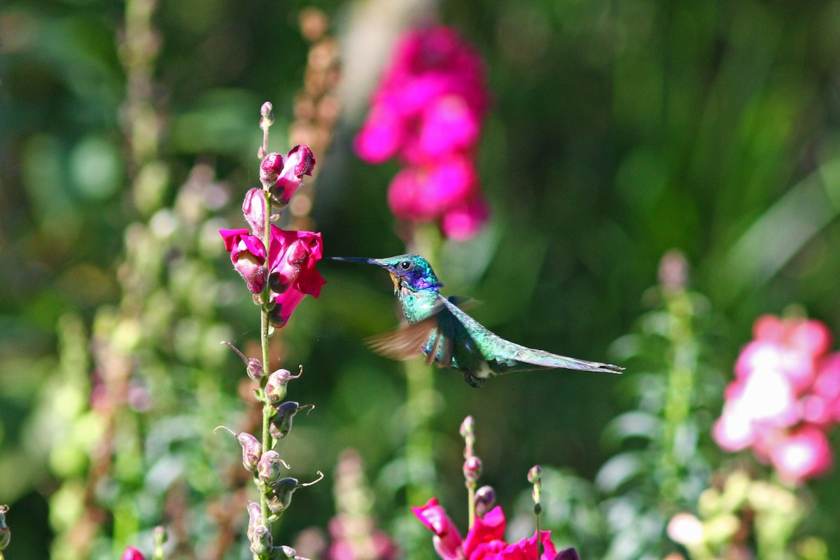 kolibřík modrolící - ML48937471