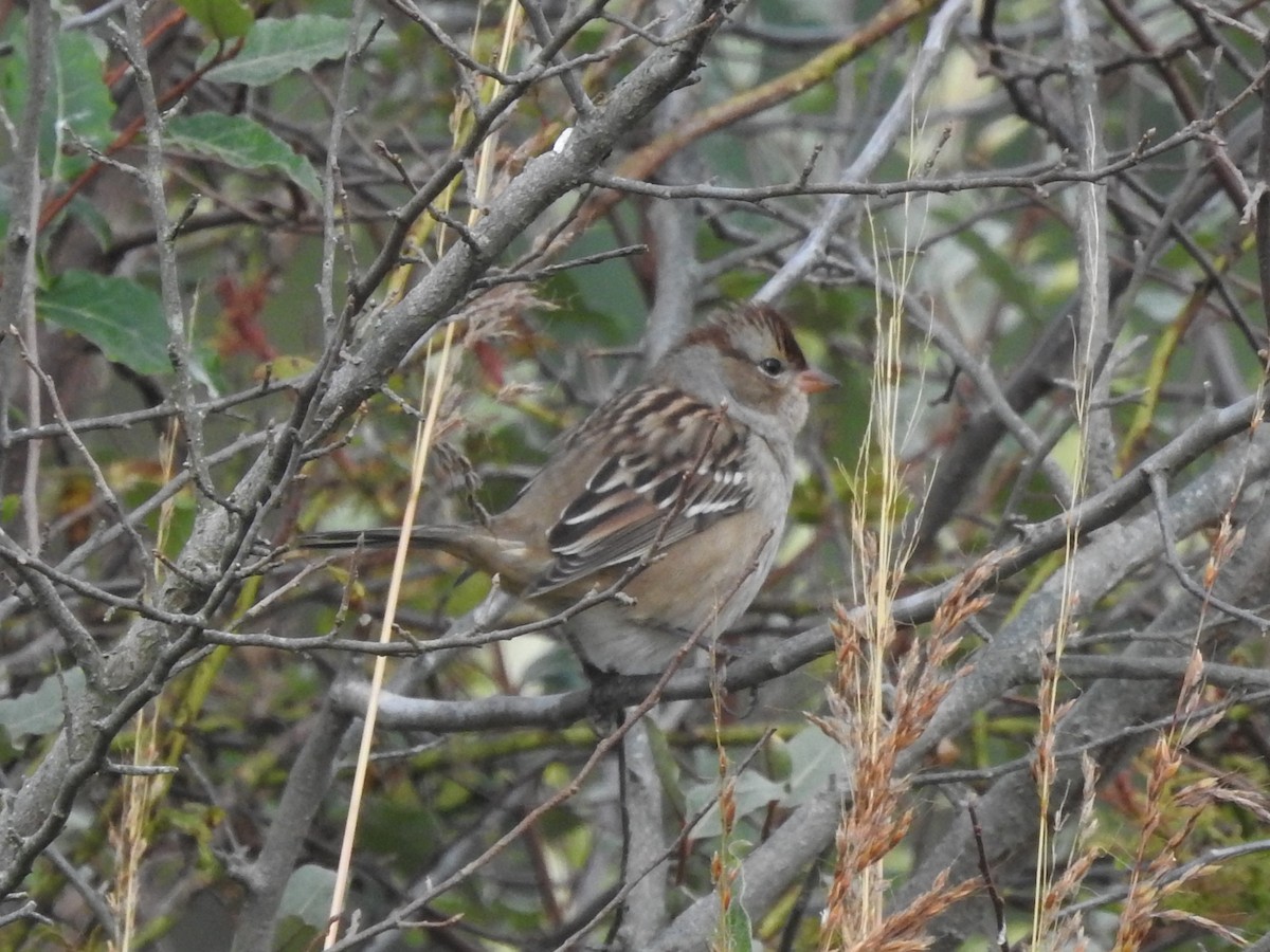 Bruant à couronne blanche - ML489374811