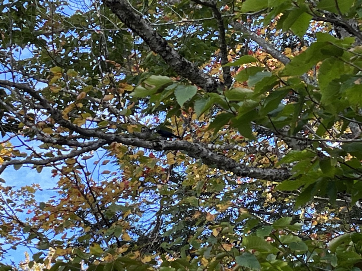 Rusty Blackbird - ML489375091