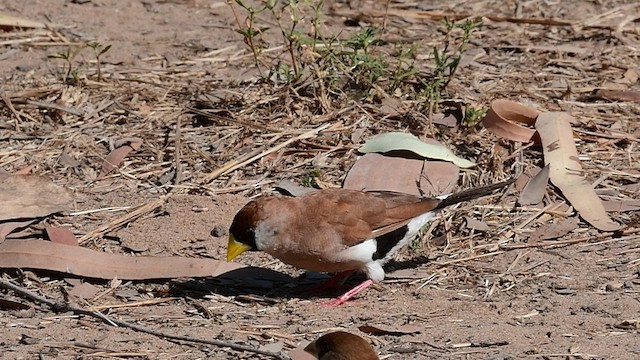 Masked Finch - ML489376151