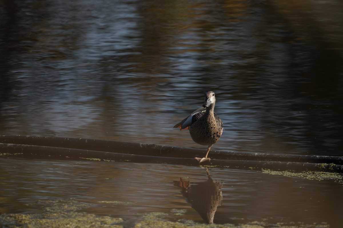 Blue-winged Teal - ML489376281