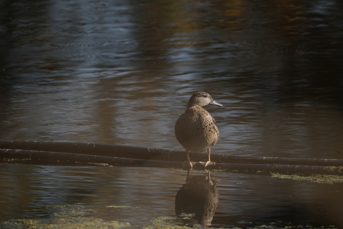 Blue-winged Teal - ML489376341