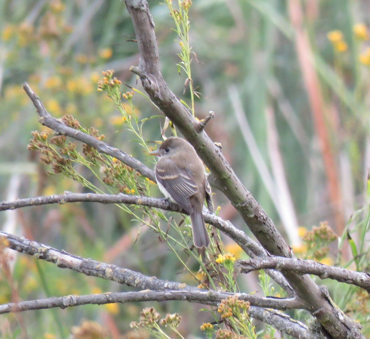 Willow Flycatcher - ML489377051
