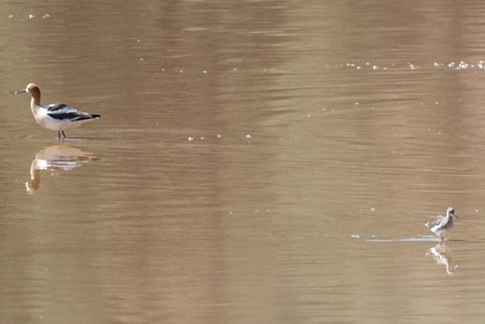 Red-necked Phalarope - Jean Needham