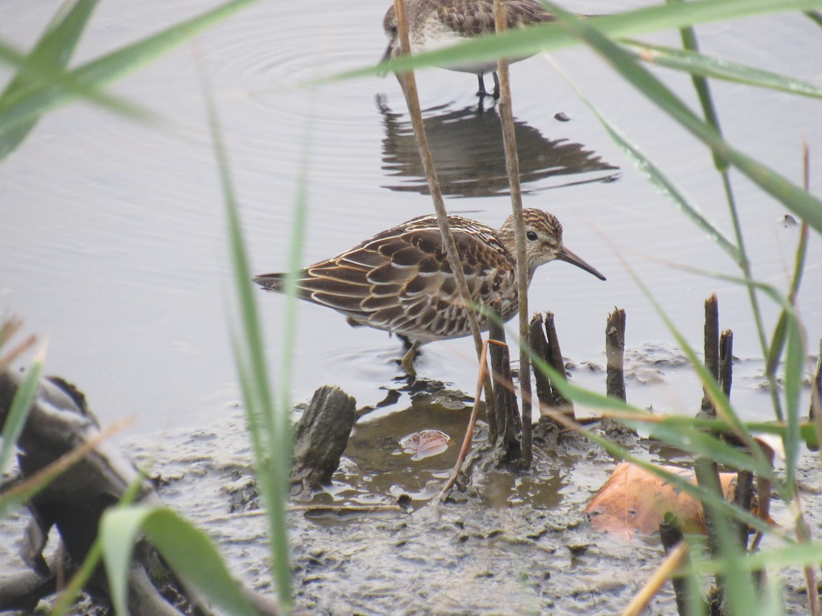 Pectoral Sandpiper - ML489377981