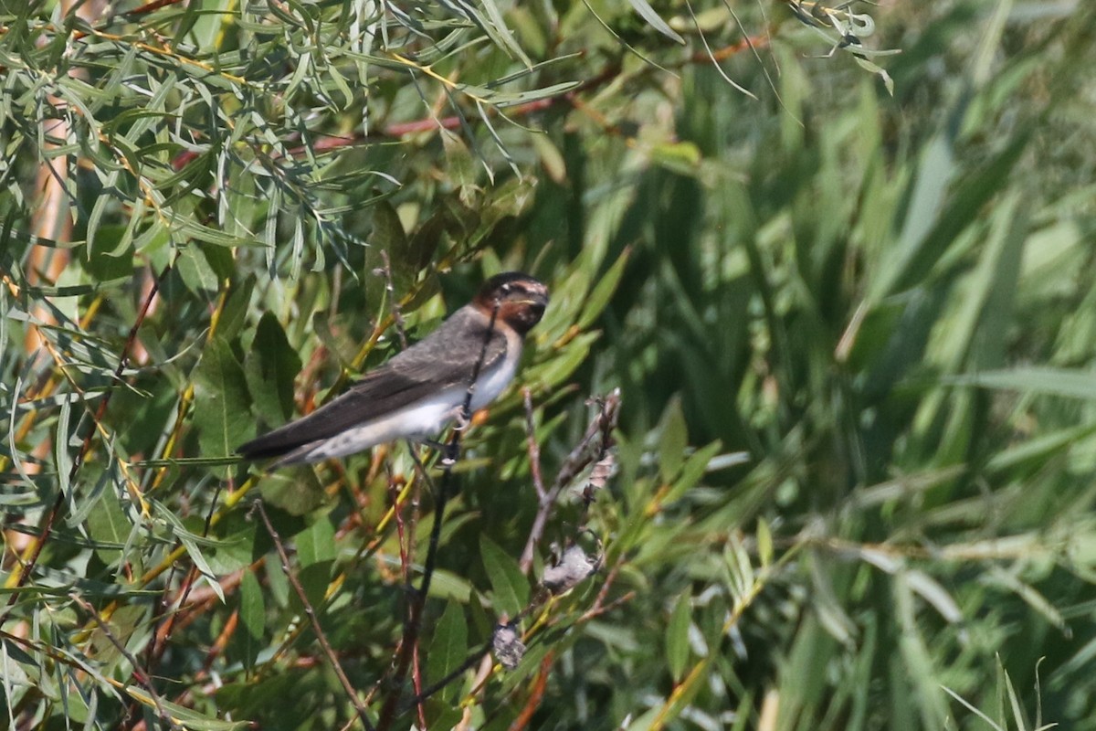 Cliff Swallow - ML489379621