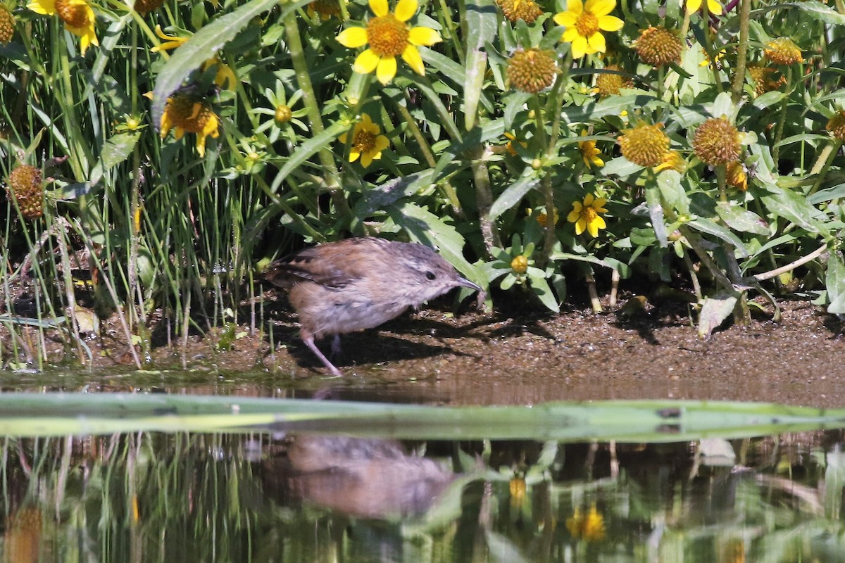 Marsh Wren - ML489379711