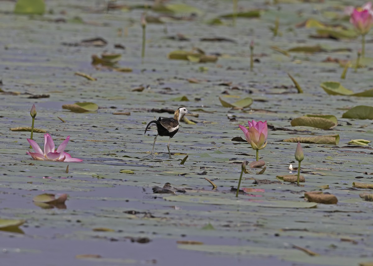 Pheasant-tailed Jacana - ML489381321