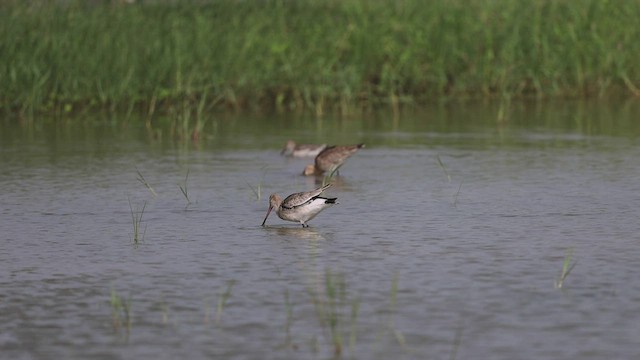 Black-tailed Godwit - ML489381791