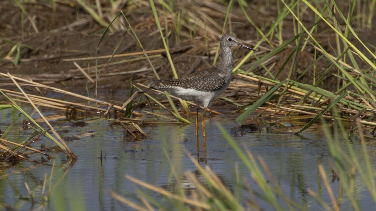 Lesser Yellowlegs - ML489382201