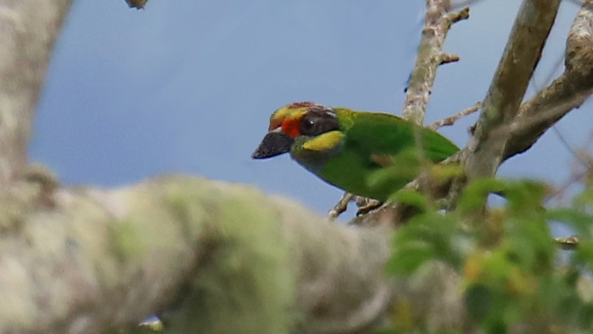 Gold-whiskered Barbet (Gold-faced) - ML489383681