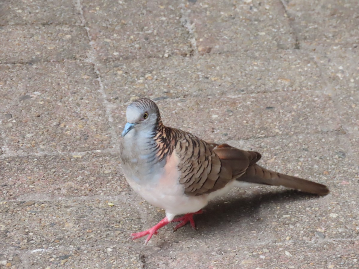 Bar-shouldered Dove - ML489384161