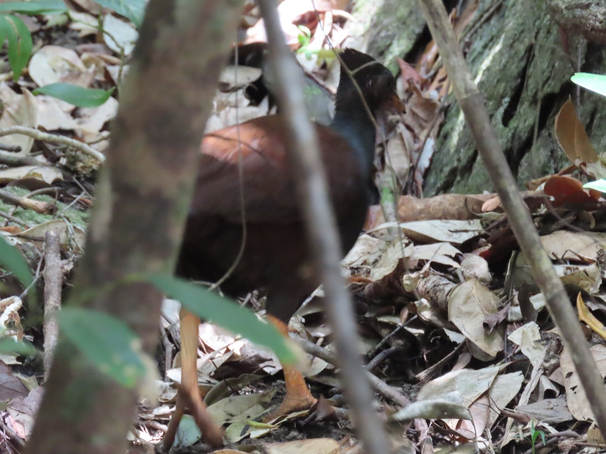 Orange-footed Megapode - ML489384261