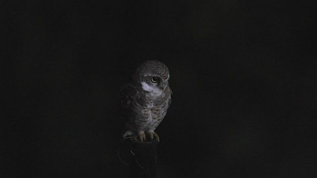 Spotted Owlet - ML489384551