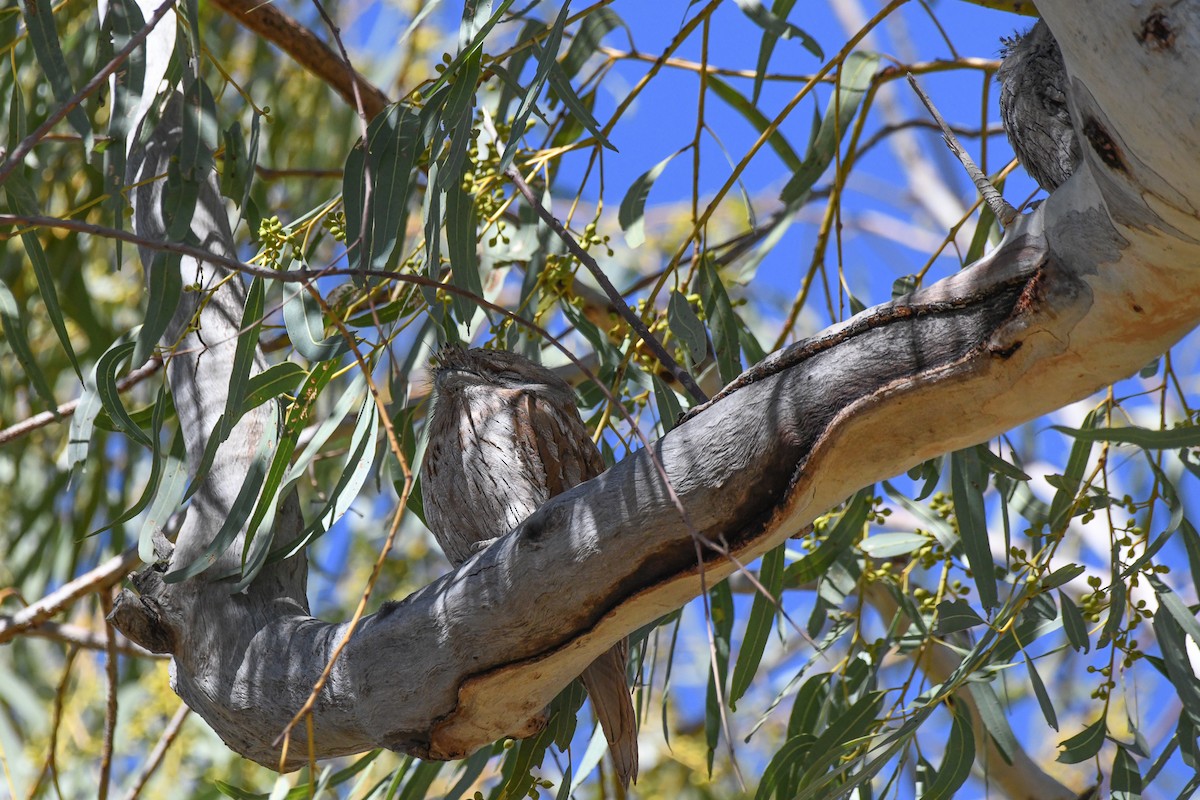 Tawny Frogmouth - ML489384861