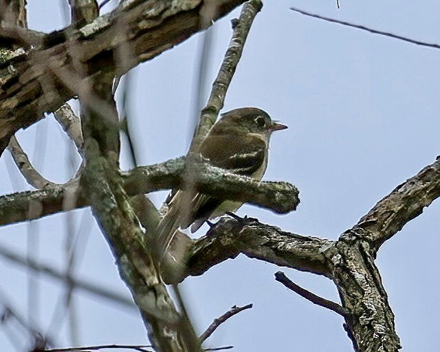 Empidonax sp. - ML489385341