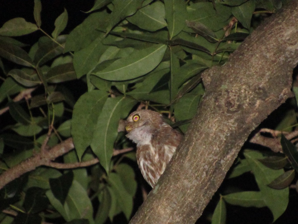 Ferruginous Pygmy-Owl - ML489385731