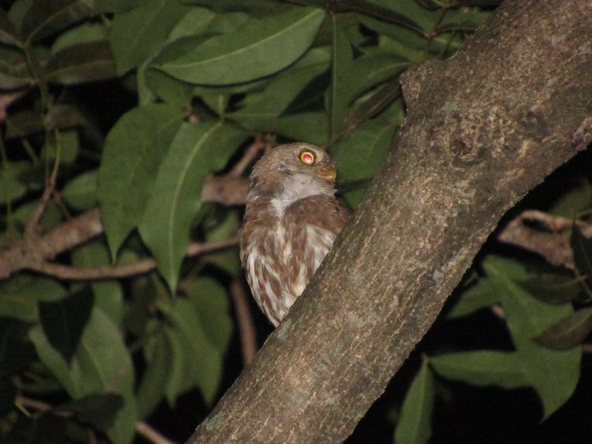 Ferruginous Pygmy-Owl - ML489385741