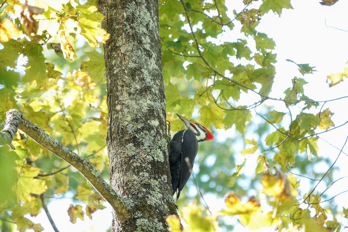 Pileated Woodpecker - ML489386561