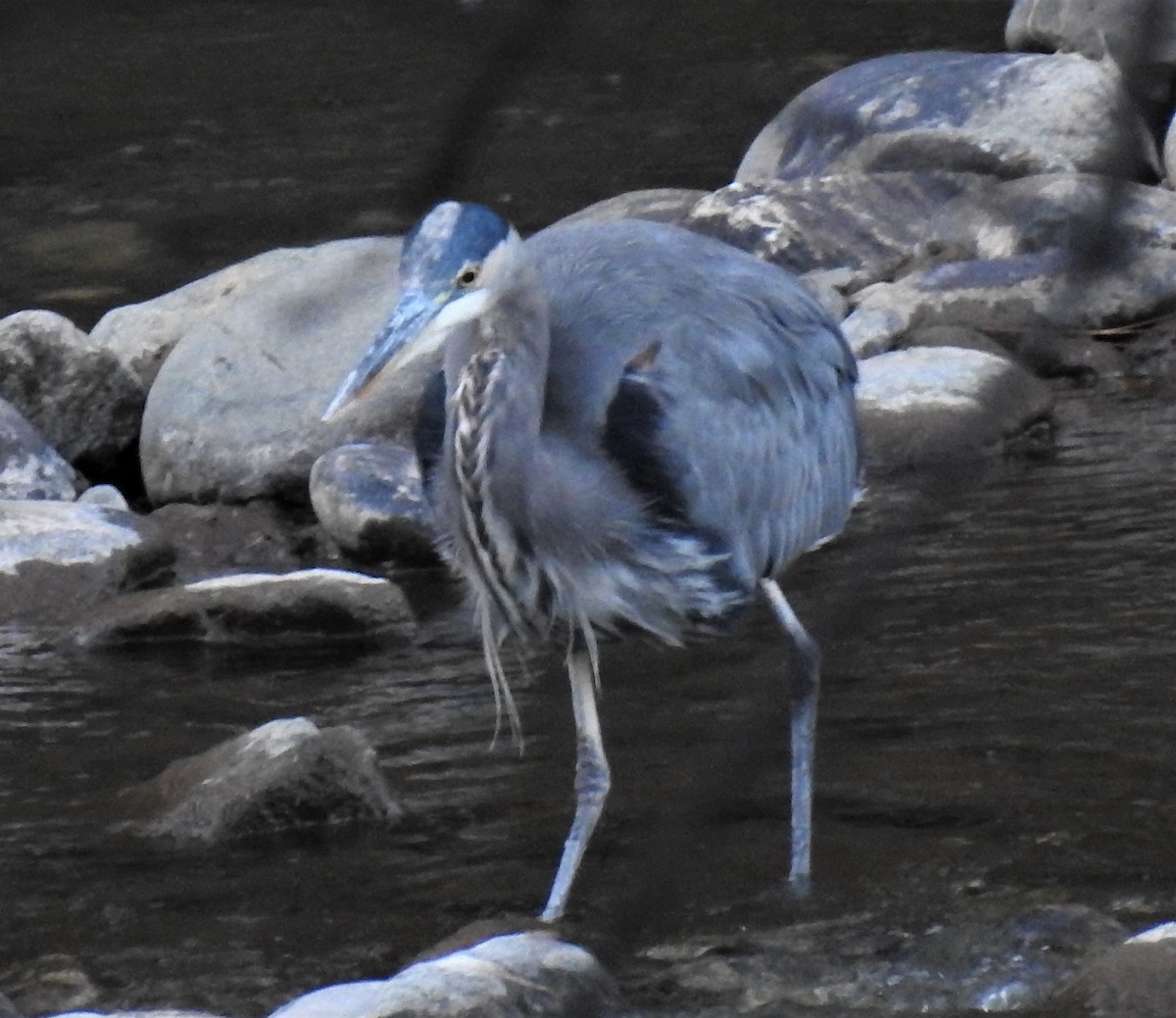 Great Blue Heron - ML489386631