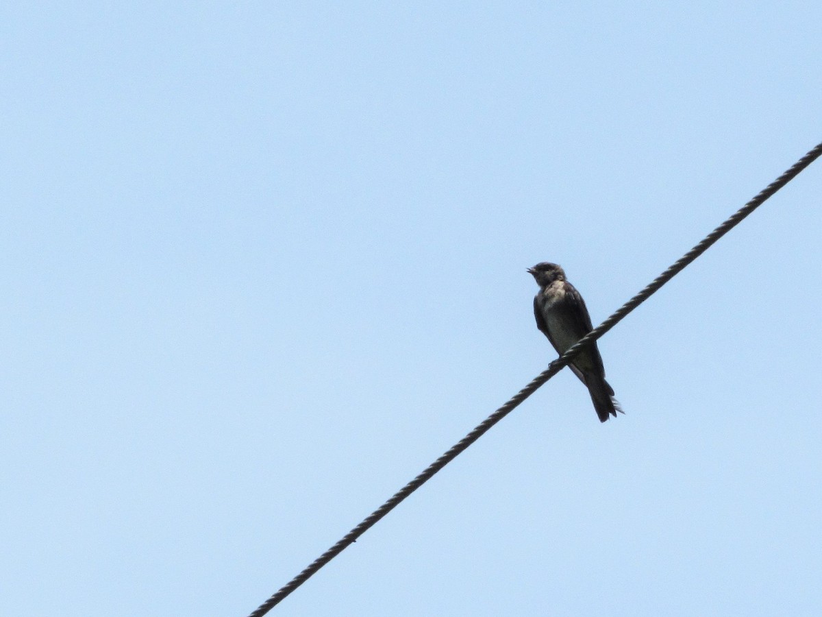 Northern Rough-winged Swallow - ML489386851