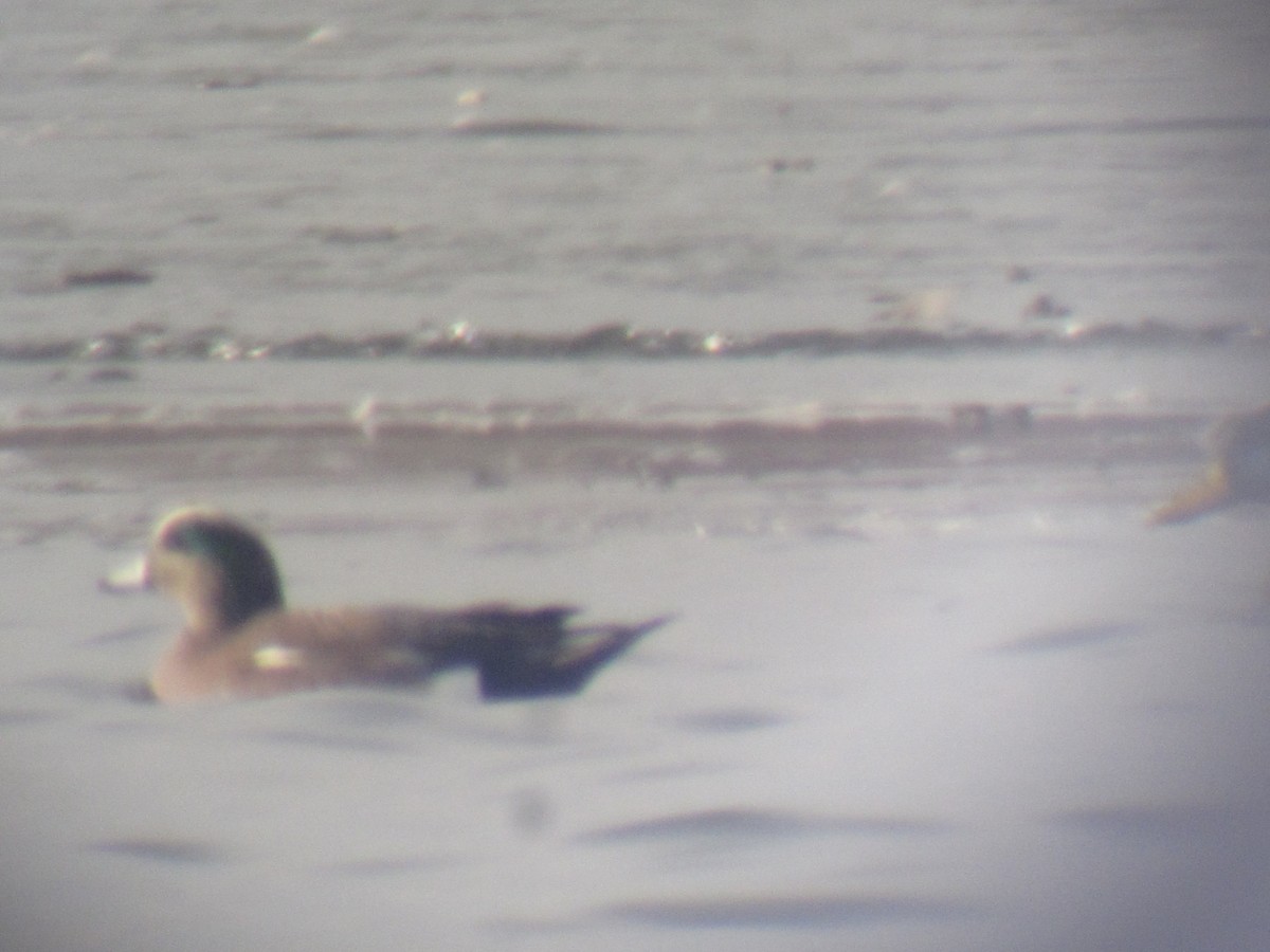 American Wigeon - Duck Wizard