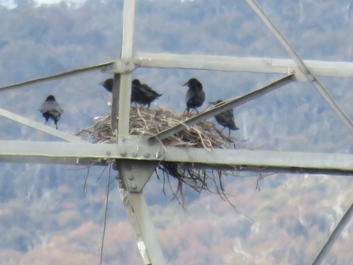 Australian Raven - ML489387041