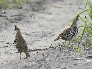 Adult - Banded Quail