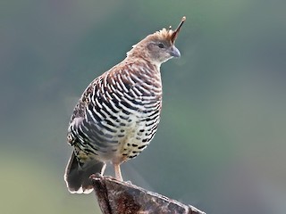 Adult - Banded Quail