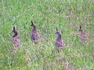 Adult - Banded Quail