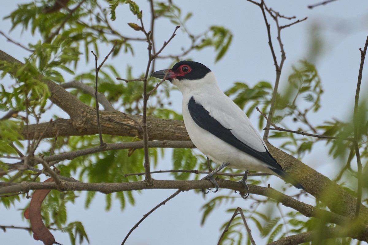 Black-tailed Tityra - ML489390471