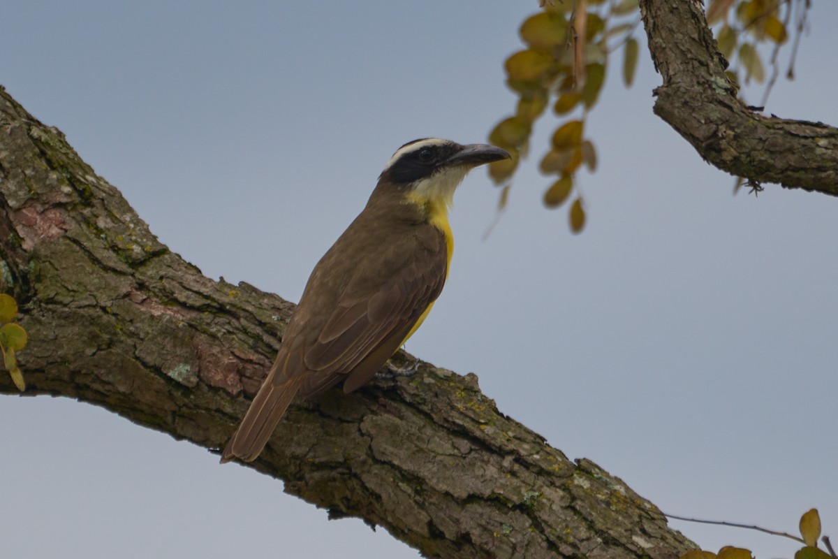 Boat-billed Flycatcher - Daniel Alfenas