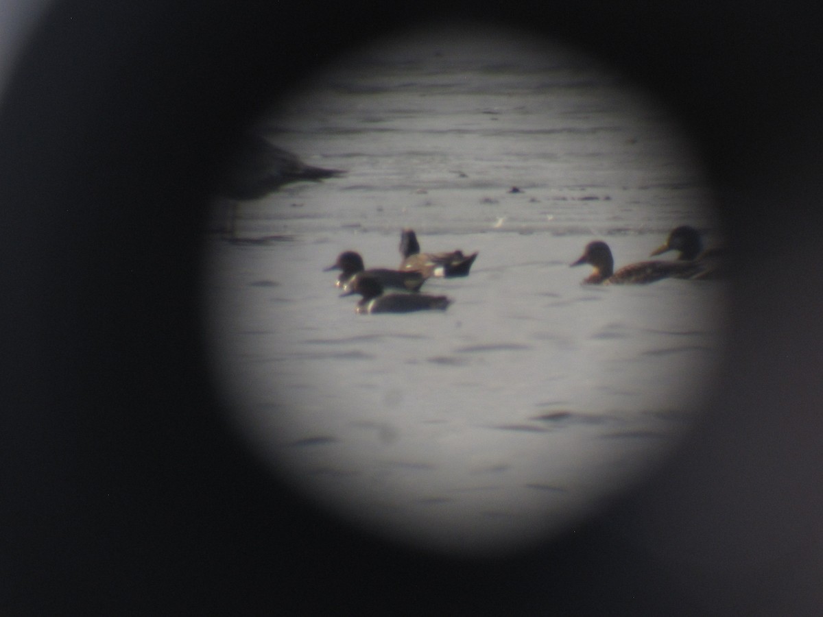 Green-winged Teal (American) - ML48939201