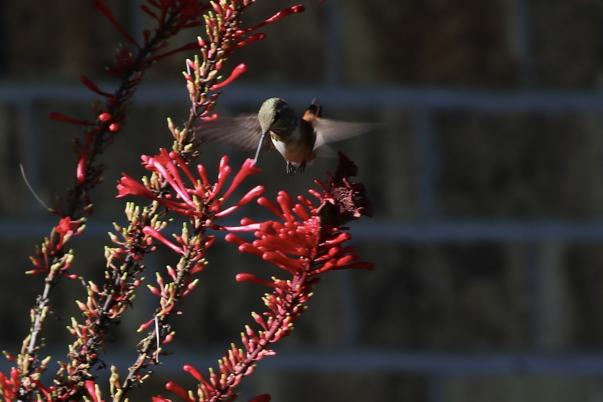 Rufous Hummingbird - ML489392161
