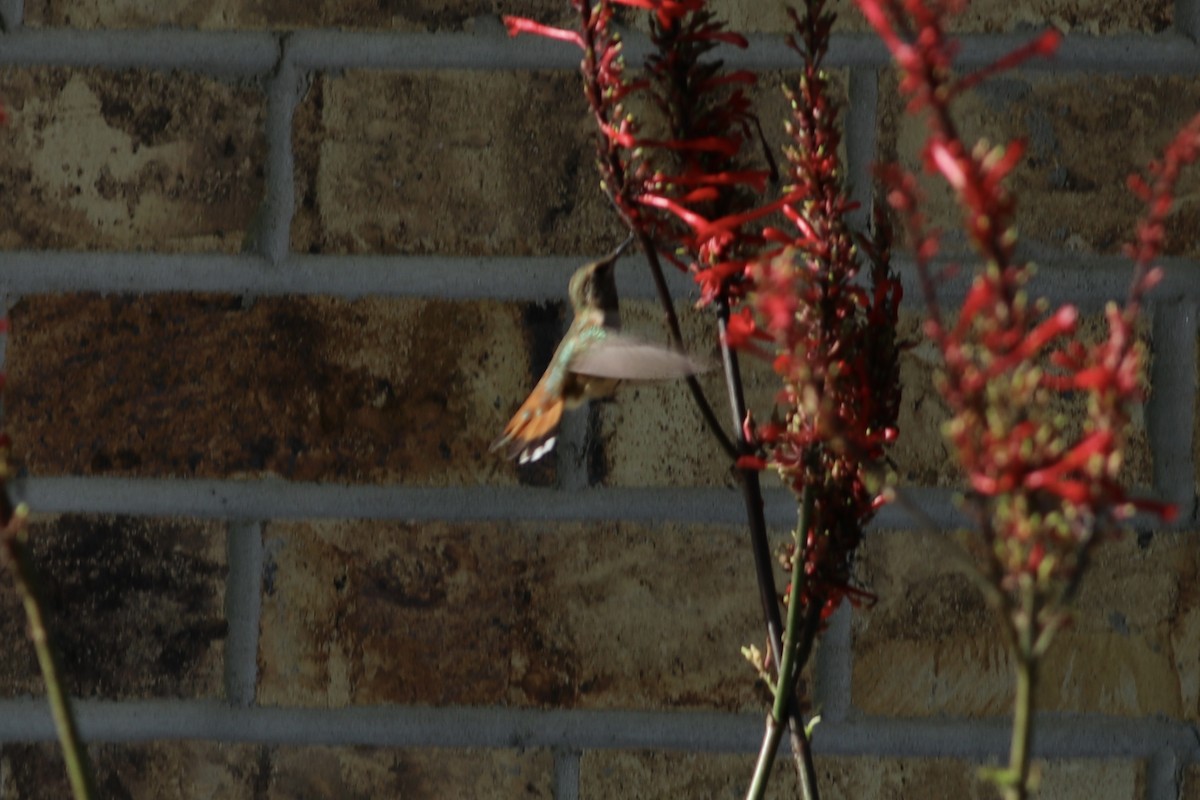 Rufous Hummingbird - ML489392171