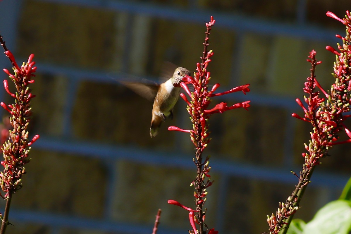 Rufous Hummingbird - ML489392181