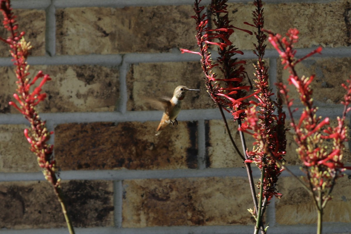 Rufous Hummingbird - ML489392191