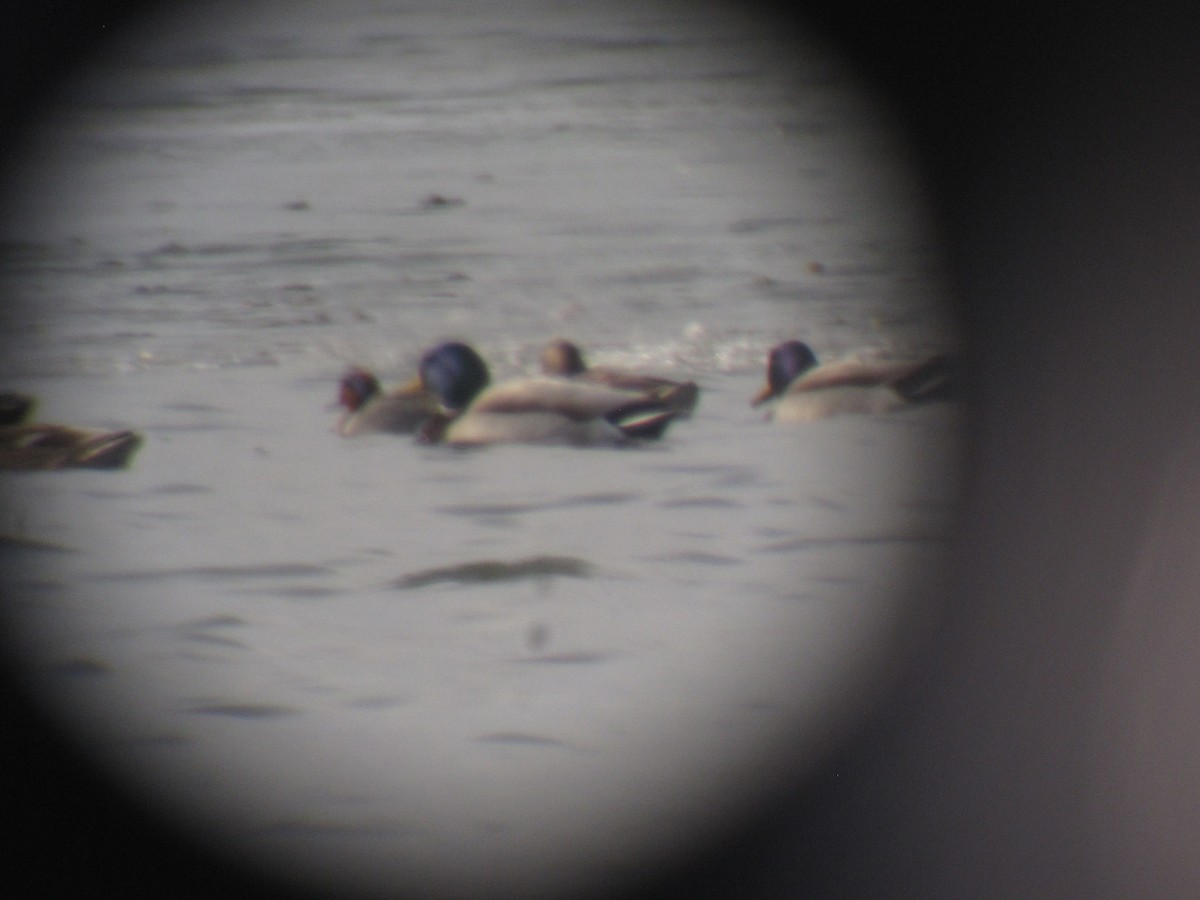 Green-winged Teal (American) - ML48939221