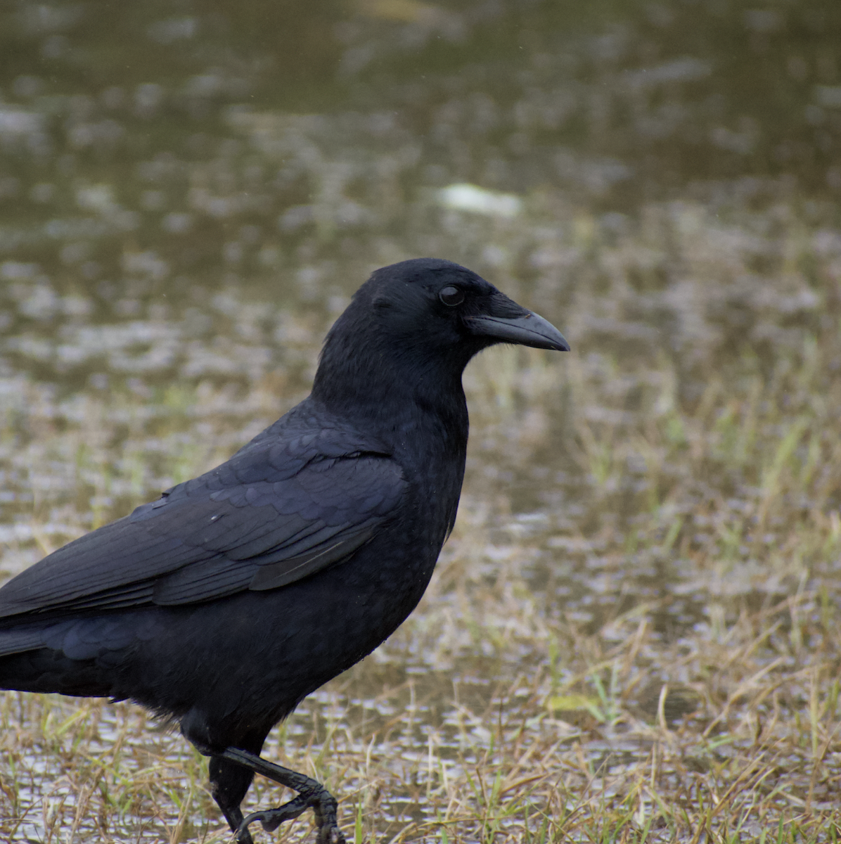 American Crow - ML489392691