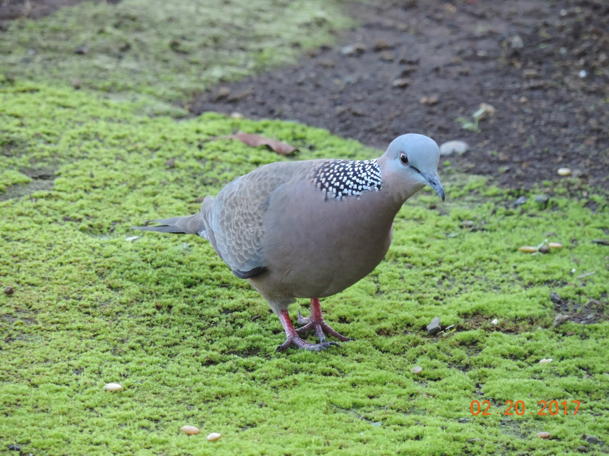 Spotted Dove - Rich Brown