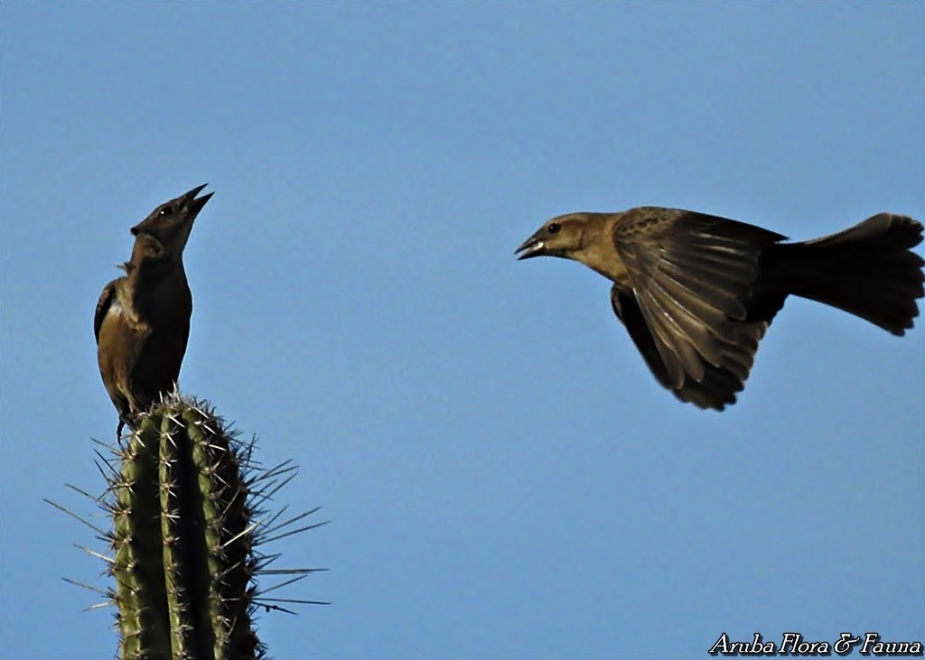 Shiny Cowbird - ML48939321