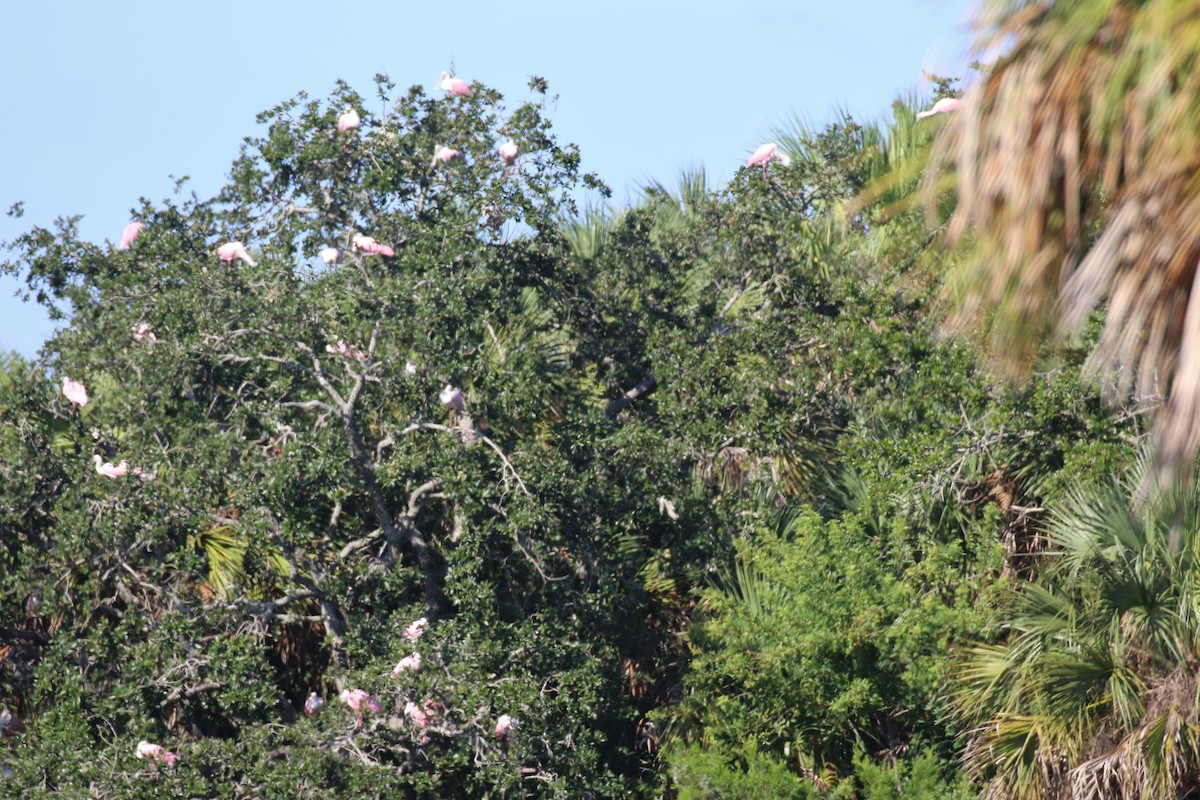 Roseate Spoonbill - ML489393261