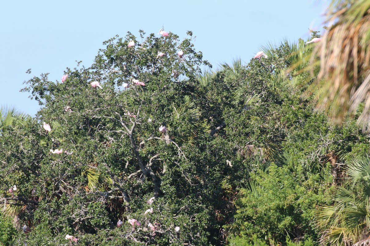 Roseate Spoonbill - ML489393321