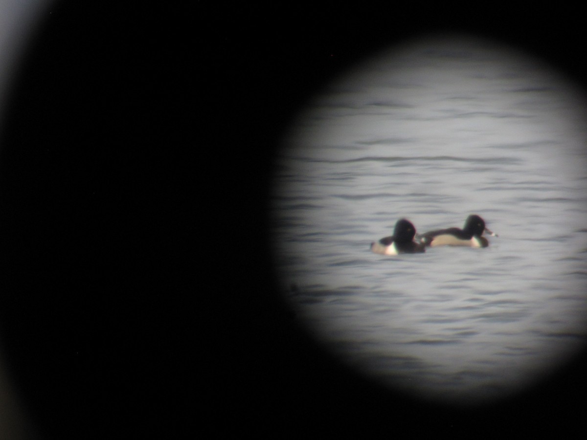 Ring-necked Duck - ML48939351