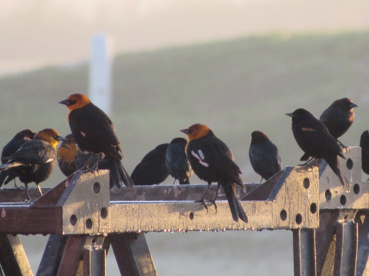 Yellow-headed Blackbird - ML48939391