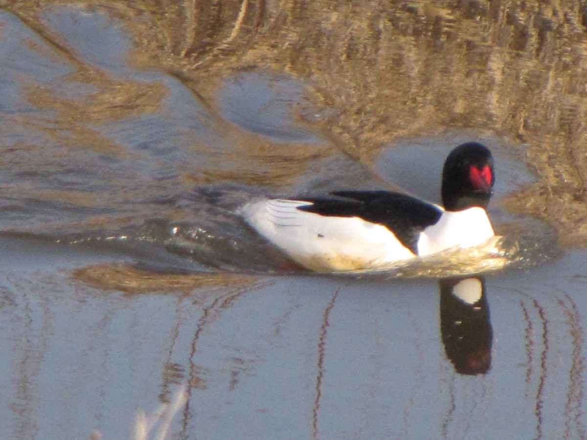 Common Merganser - ML48939481