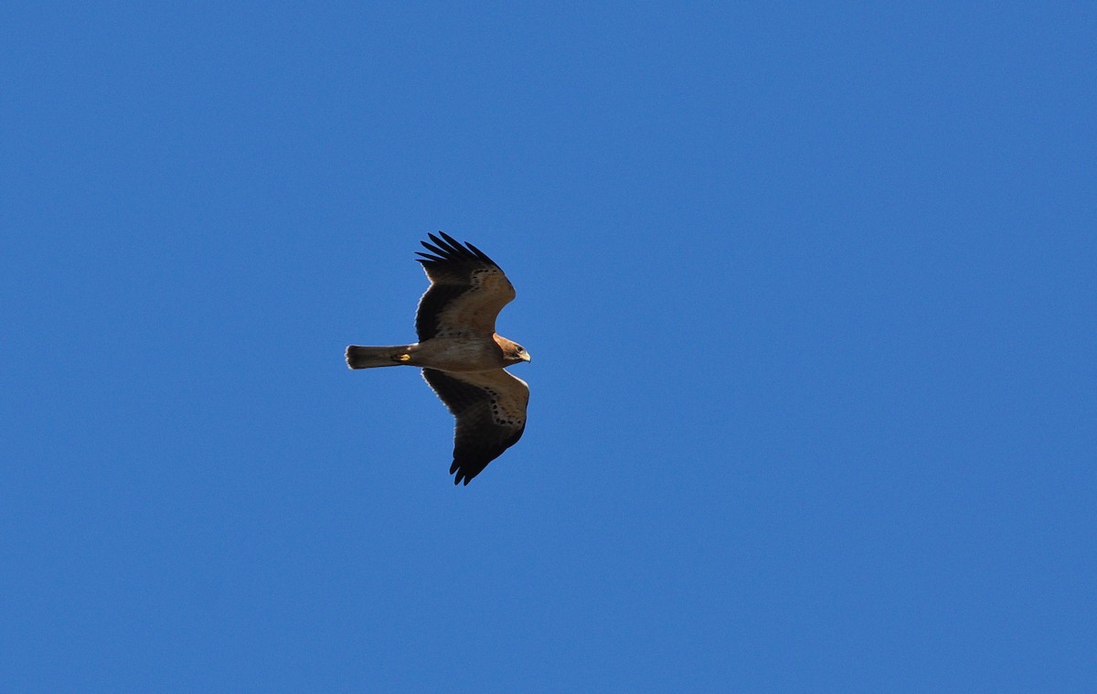 Booted Eagle - ML489395001