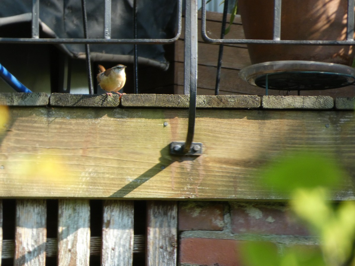 Carolina Wren - ML489395141