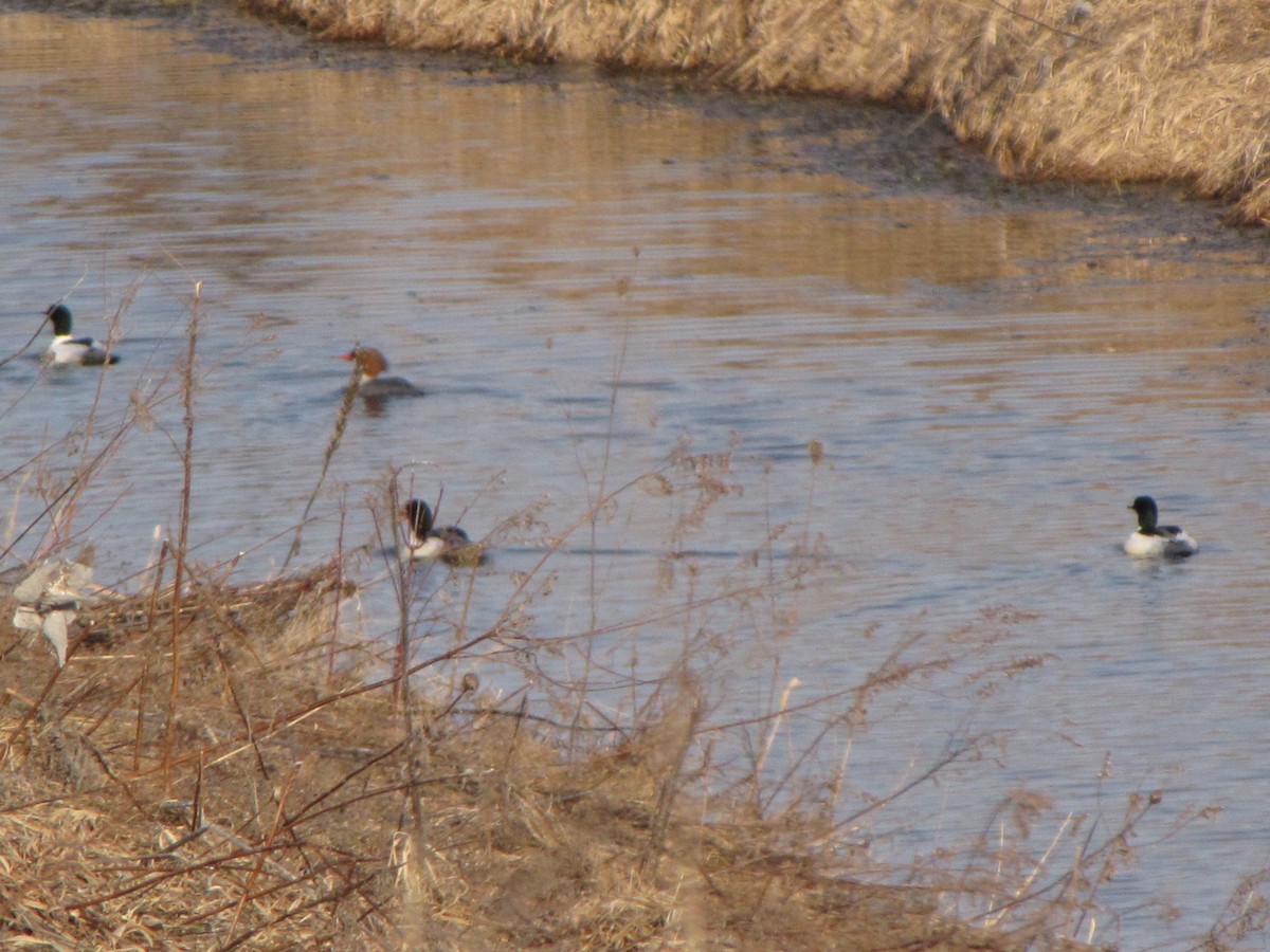 Common Merganser - ML48939531